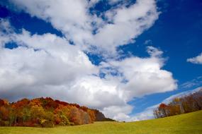 Autumn Foliage trees