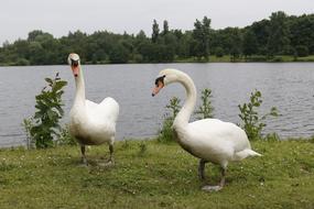 geese walking by the pond