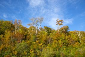 Autumn Fall Leaves Season