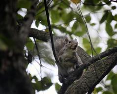 furry grey Squirrel on Tree