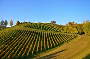 Vineyard Autumn Landscape