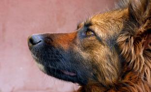 brown dog in profile close-up on a blurred background