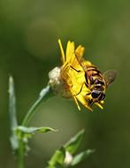 gorgeous Insect Macro Flower