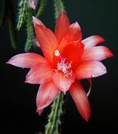 Flower Cacti Pink