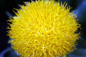 Flower Yellow Flowers
