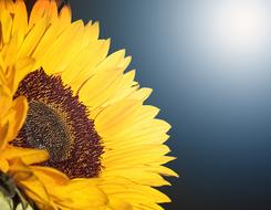 Flower Sunflower Summer