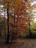 Autumn Forest Foliage