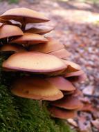 Mushrooms Forest Autumn