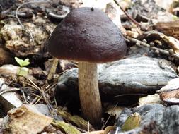 Mushrooms Leccinum Scabrum Forest