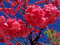 Flower Red Spring