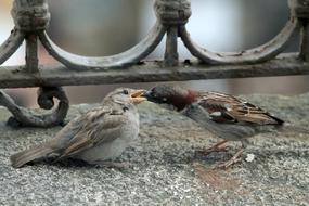 closeup picture of sparrow feeds a cub on the promenade