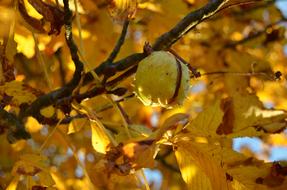 Chestnut Tree Autumn