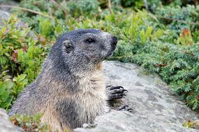 cute groundhog in the mountains
