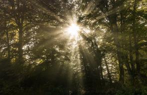 Autumn Sun Tree