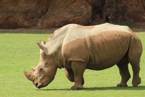 Animals Rhino Zoo