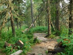 Summer Trail Forest Road In