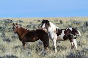 cute horses on the farm