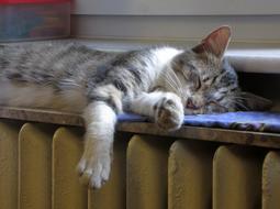 cat sleeping near radiator
