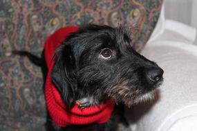 incredible Dog Mestizo Young