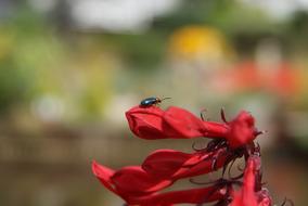 Bokeh Flower Bug