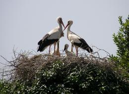 a family of storks in a nest outside the city