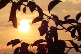leaves at Sunset light