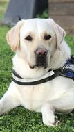 white labrador with a collar lies on a lawn