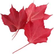 Isolated Red Maple Leaf Nature
