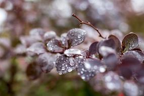 Autumn Bush Water