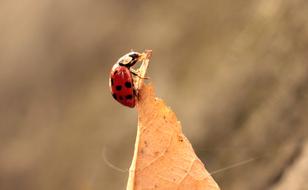 Ladybug Leaves Foliage Leaf