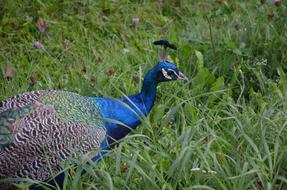 peacock in green grass in the park