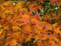 Leaves Fall Nature