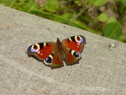 Butterfly Eye Brown