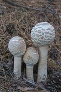 Mushroom Macrolepiota Fungi