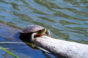 funny turtle in the pond on a log