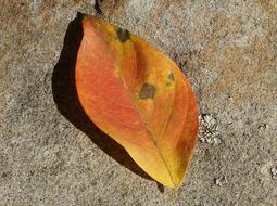 Orange Leaf On Stone Wall