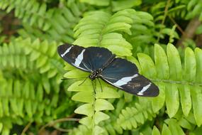 Black And White Insect