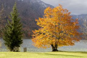 Tree Autumn Fall