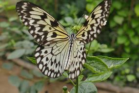 close up picture of black and white Baumnyphe Butterfly