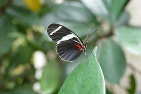 Insect Flying Butterfly