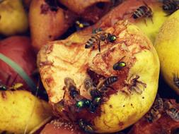 Pear and Insect