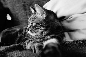 Black and white profile portrait of the beautiful and cute tabby cat