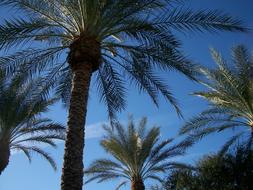 Canary Island Date Palm Tree