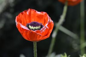 red poppy in the garden