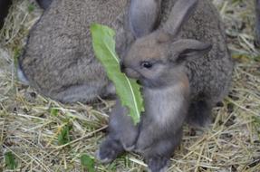 gray hare eats a leaf