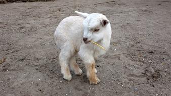 Lamb Sheep Outdoor