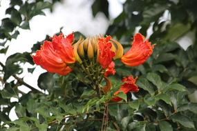 Spathodea Campanulata flowers