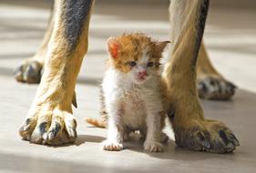 dirty kitten and legs of a big dog