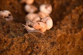 Snails Rock Shell