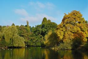 autumn golden forest reflected in the lake